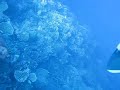 New Caledonia Video