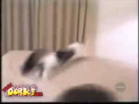 動物おもしろ動画・にゃんこYoutube(ゆーちゅーぶ)・Dailymotion動画