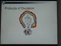 Ovulation