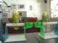 Parrots Dominate Voice-Activated Video Games