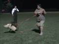 Kita - Belgian Malinois - Schutzhund Training 12 months