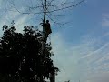 Cutting dry tree 3