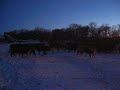 herding cattle