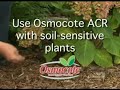 Gardening Tip 17 By Osmocote Acid-Loving Shrubs