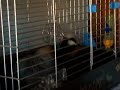 Cobayas-Jugando con el comedero