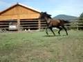 videos de arrow julio #4