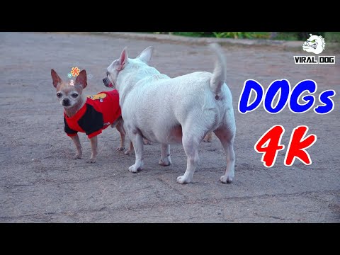Hài Hước Thư Giãn Cùng Các Boss Cún Cưng Video 4K Tập 2