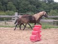 Staka (19 Jahre), Andvari (zwei Monate)