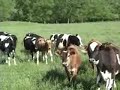 There Will Be Cows, and Videos of Cows