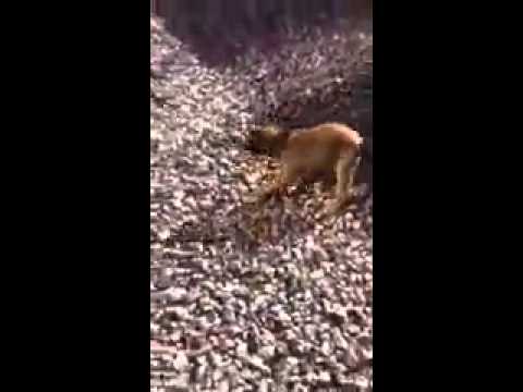 Malinois female for work or sport