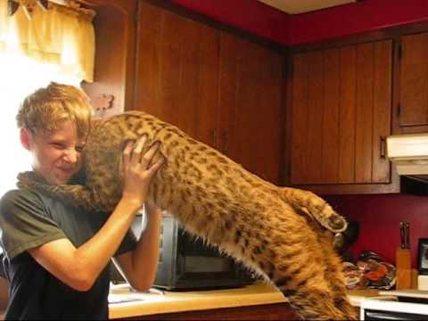 Um lince mostra o seu amor