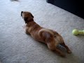 Murray the Crawling Puggle Murray the Crawling Puggle