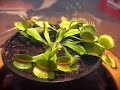 Venus flytrap catches a fly herself Venus flytrap catches a fly herself