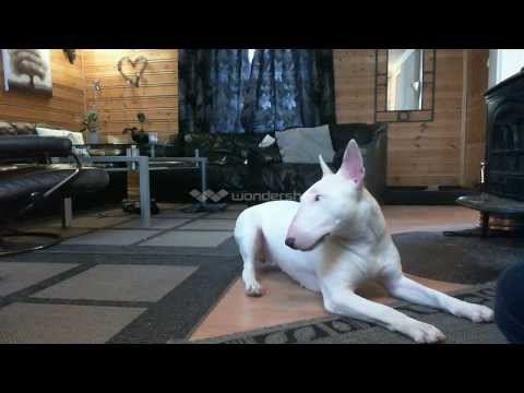 english bullterrier