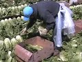 Salinas Lettuce Fields
