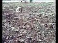 Cani da caccia