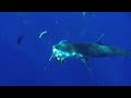 Deadly Shark Encounter Deadly Shark Encounter