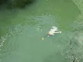 Waterhole Waterhole