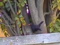 Turdus merula Turdus merula
