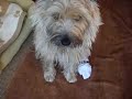 puppy mut