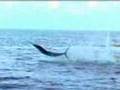 Kayak Fishing: Marlin in Cabo with Bluewater Jon