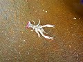 crawfish texas food farm