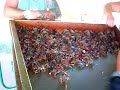 Crawfish Farm