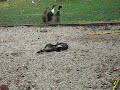 Cat Figtht Cat Figtht