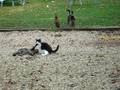 videos de Cat Figtht