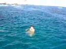 Sea Swimming Sea Swimming