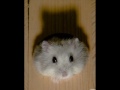 just a random slideshow