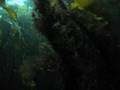 Freediving at Salt in Selje