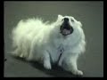 K9 Freestyle Dancing No Limitation K9 Freestyle Dancing No Limitation