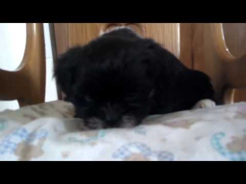 WONDERFUL LHASA APSO PUPPY: VANCE, male