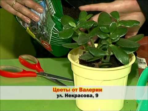 Подкормка для толстянки Подкормка для толстянки
