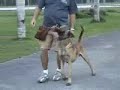 DOG TRAINING REDONDO BEACH, SANTA MONICA, BEVERLY HILLS, DOG TRAINING REDONDO BEACH, SANTA MONICA, BEVERLY HILLS,