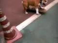 tokyo-skateboarding-bulldog-bazooka
