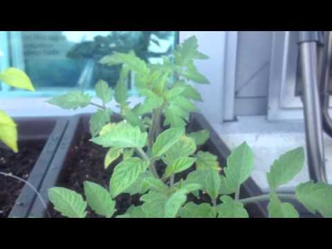how to grow roma vf tomatoes