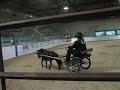 Rocky Mini Horse Show