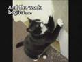 Henry, The Feline Fiber Artist