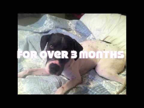 dogs at the holidays - As we reflect back on the year 2012, please enjoy this video of some of the wonderful dogs who are now home for the holidays and give us the inspiration and ...