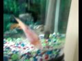 Flowerhorn Video Sale Ad on a2zonline