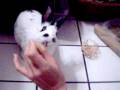 videos de ZiggyMeds
