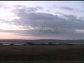 Starling Roost2
