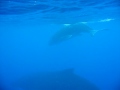 TUBUAI sept 2009 nage avec les baleines