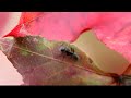 Following an ant on maple leaves...