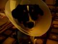Cole just got neutered
