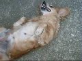 Cachorra doidona Cachorra doidona