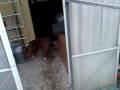 videos de RC XTM 18 Chasing Dog