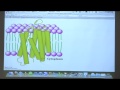 Bite-Sized Biochemistry #30 - Membrane Transport I